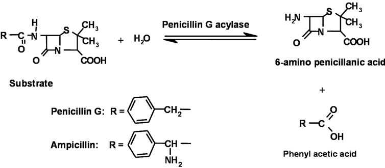 Scheme 1. Penicillin G Acylase catalysed hydrolysis of Penicillins. 